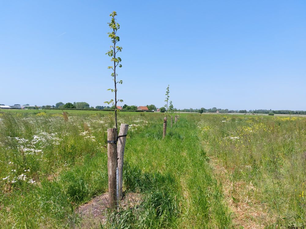 Bomenrij met gemaaide boomstrook