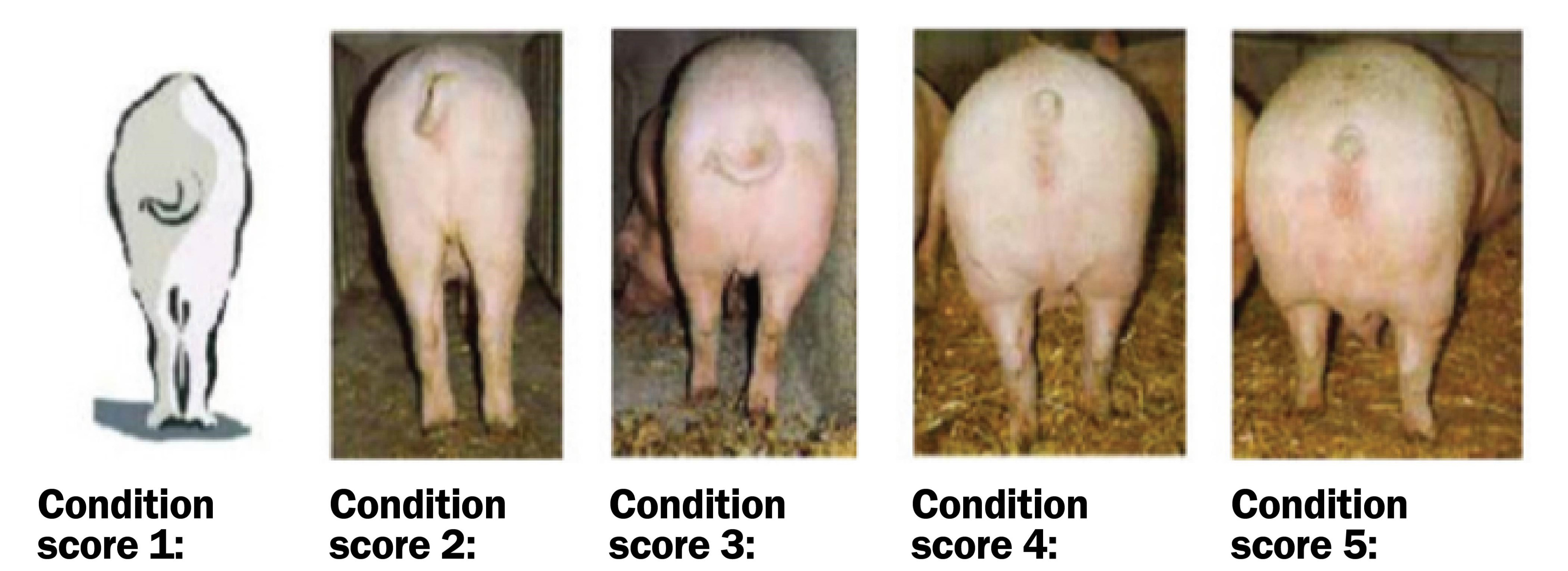 body condition score.jpg