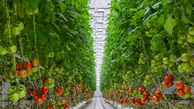 Trossen tomaten in een serre