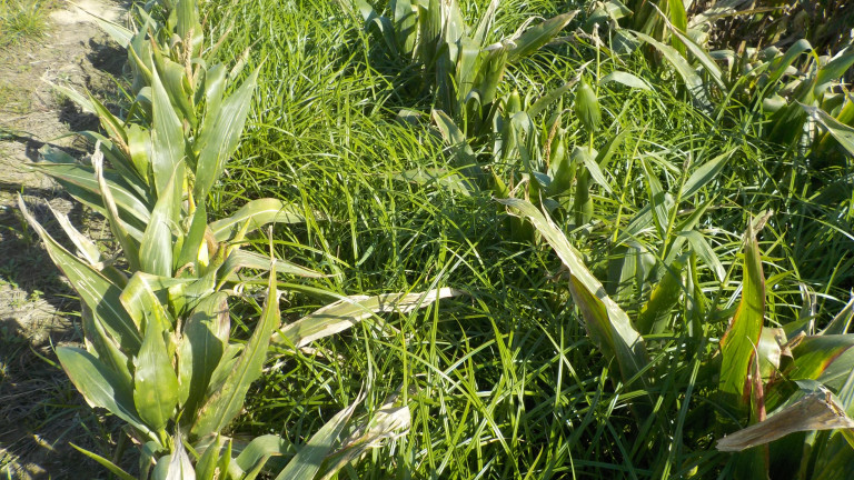knolcyperus in mais