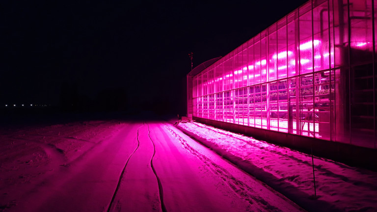 Aardbei_belichting gloed
