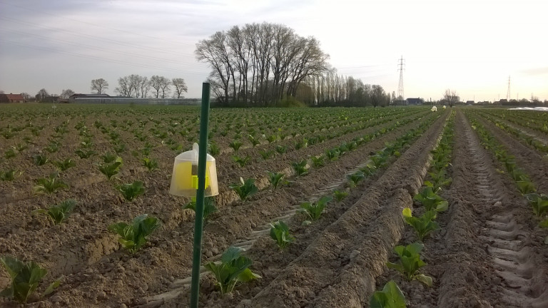 koolvliegval bloemkool