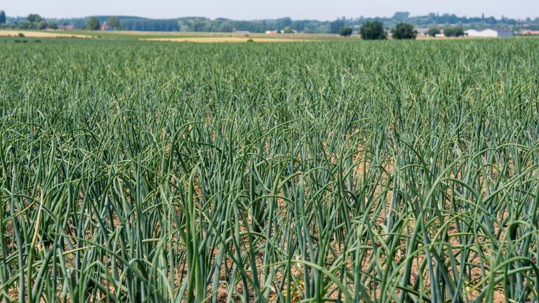 veld met uien