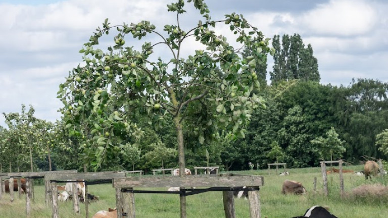 Hoogstamfruit met runderen