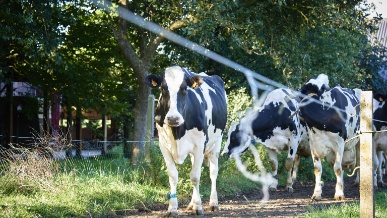 koe naar weide