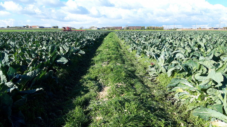 Bloemkolen grasgangen