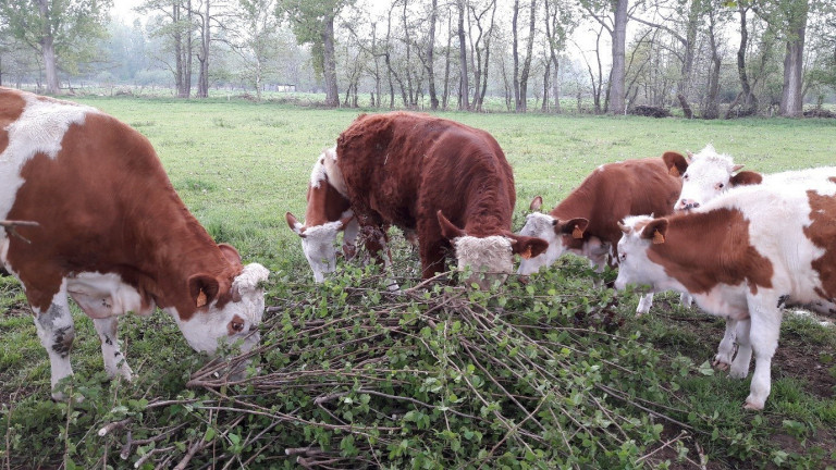 voederbomen voor runderen.jpg