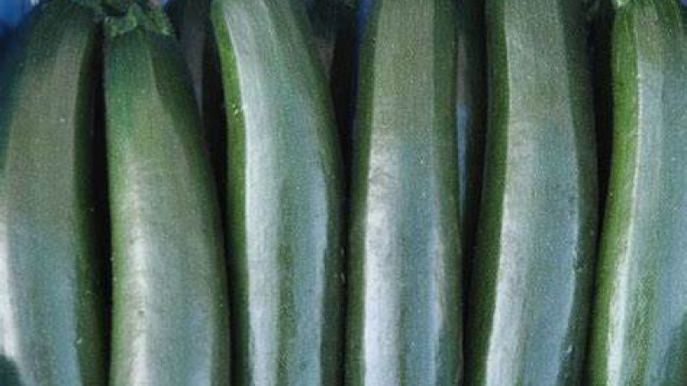 courgette vrucht