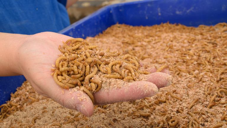 Meelwormen in een hand