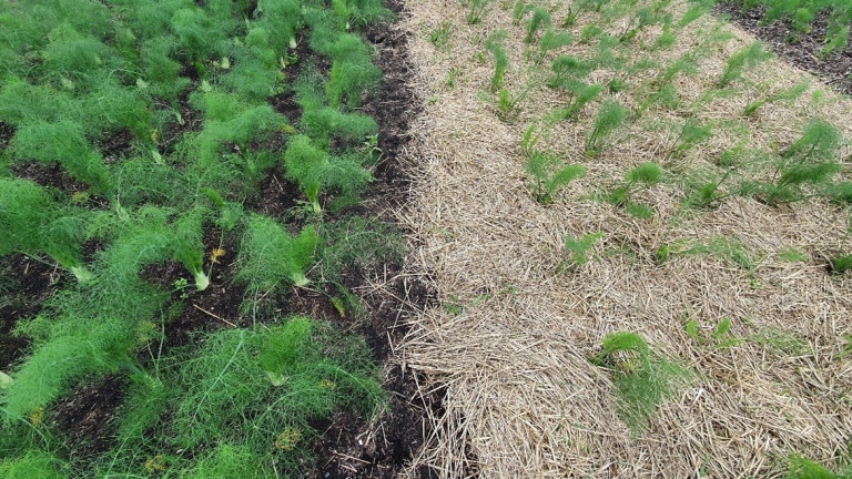 In 2020 en 2021 voerden we op het proefbedrijf voor biologische teelt een proef uit met een aantal verschillende organische mulchmaterialen in de teelt van venkel.