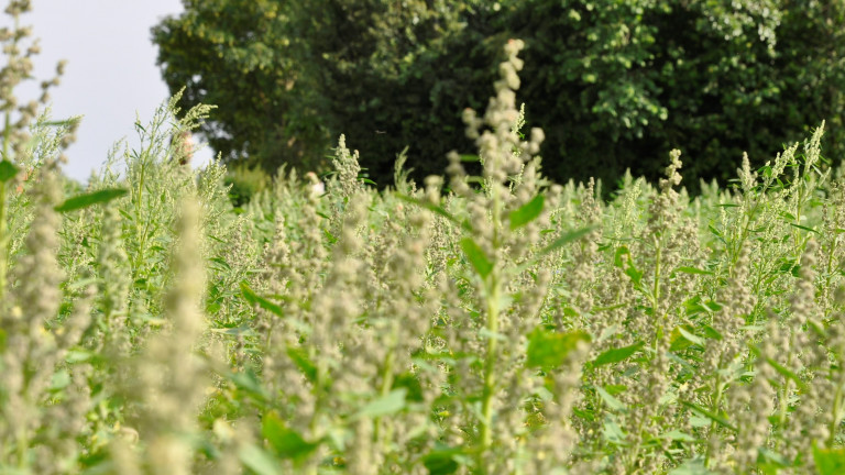 Quinoa in 2021 op biobedrijf Inagro