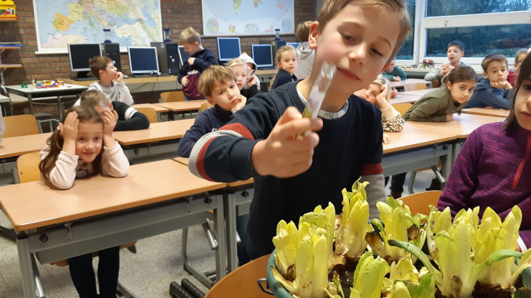 Werken met witloofteeltkit in de klas