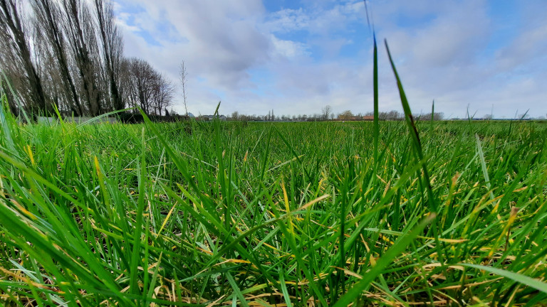 Gras