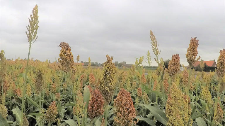 Sorghum bio lichte versie