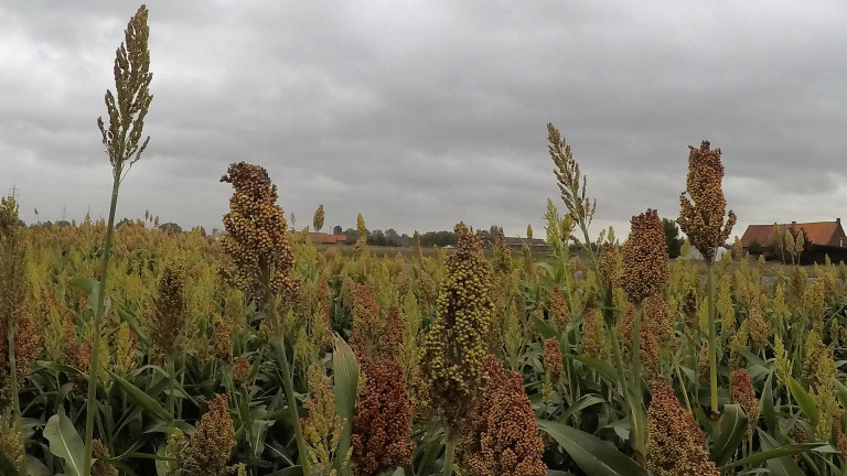 Sorghum bio proefbedrijf
