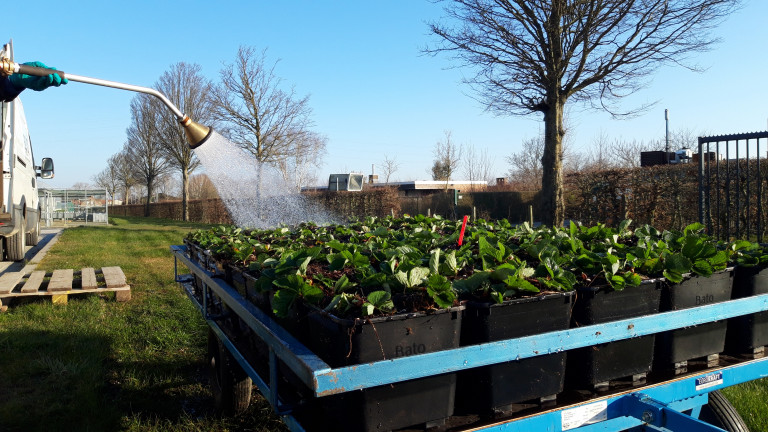 aardbei vers opgeplant bevochtigen2