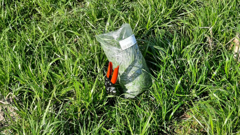 Grasschaar en versgrasstaal