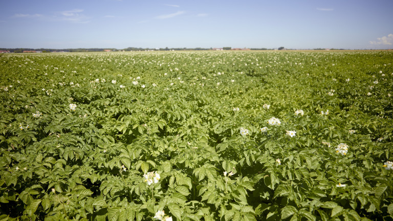 Themabeeld aardappelen