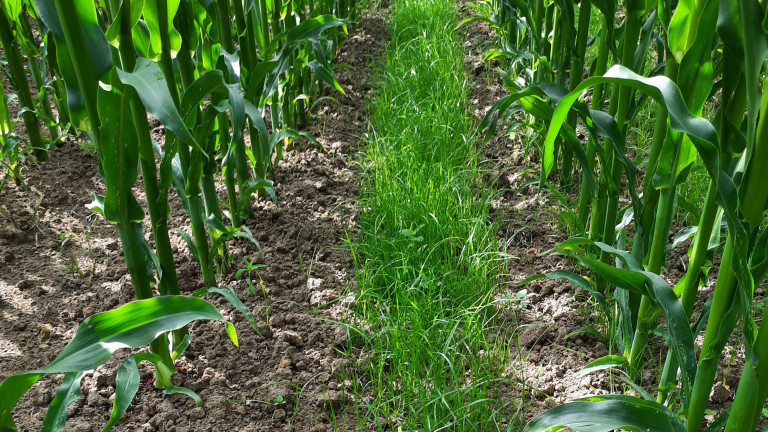 Onderzaai gras in maïs