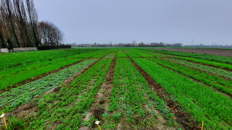Graslandproef