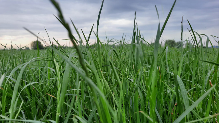 Gras