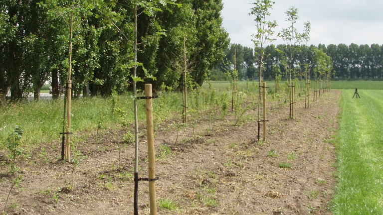 nieuwe aanplant van bomen