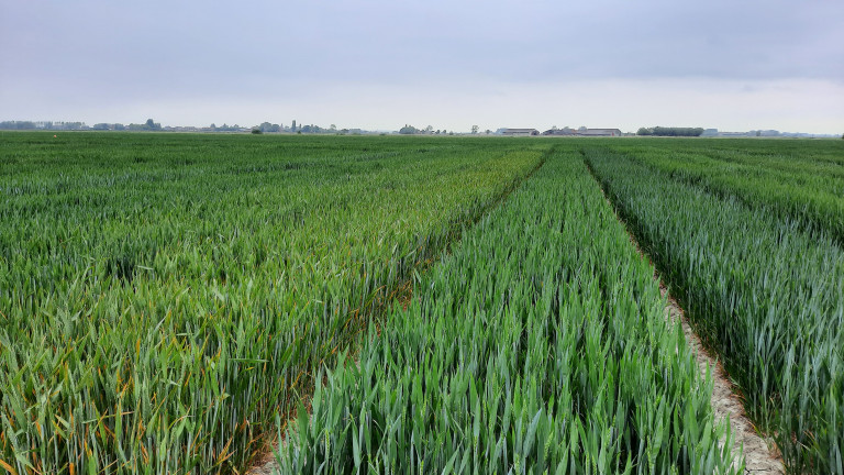 Graanveld
