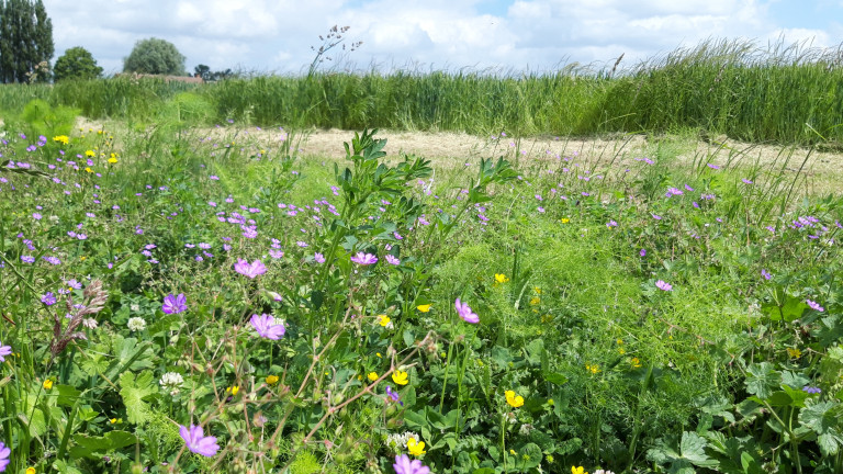 Meerjarige bloemenrand demoperceel agronatuur