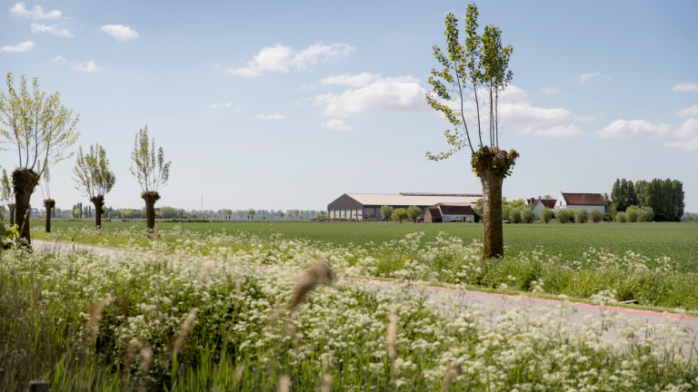 Sfeerbeeld knotbomen landbouwbedrijf