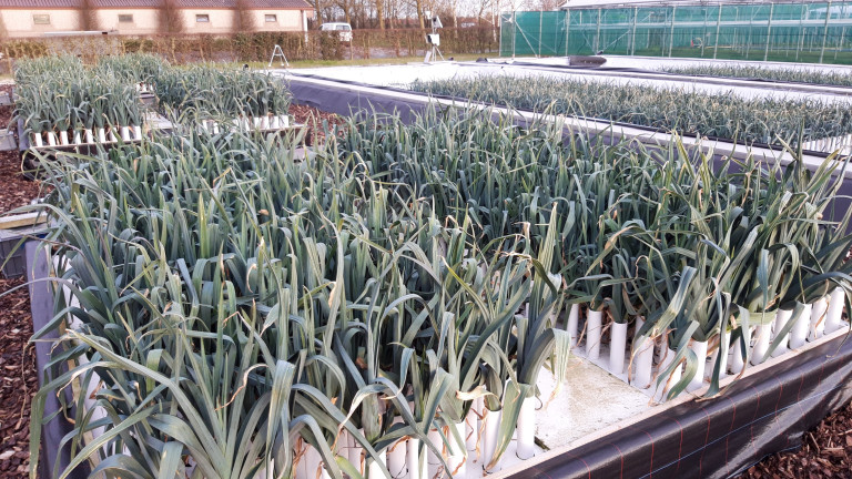 Leek_hydro.jpg