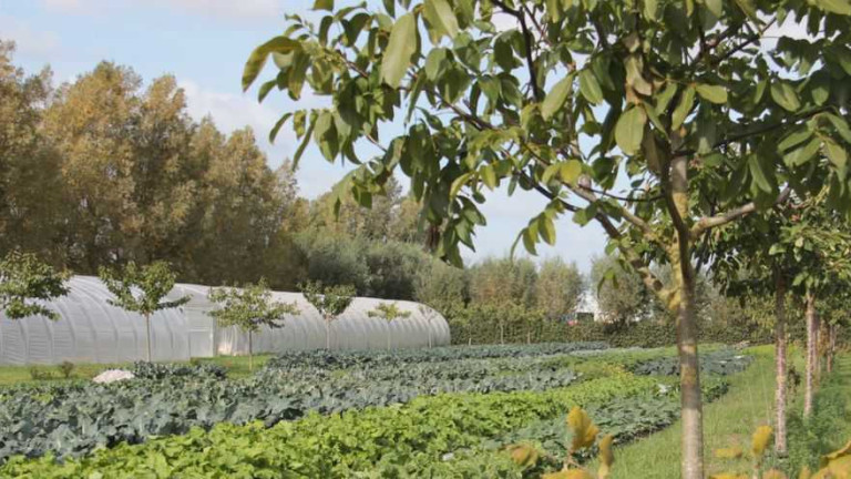 agroforestry en groenten