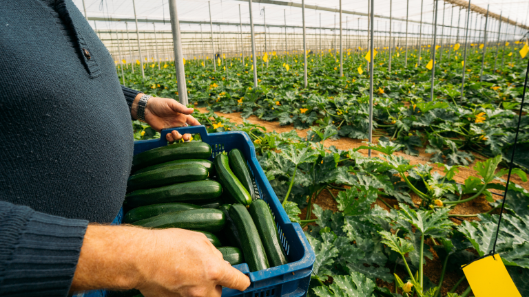 AdobeStock courgetteteler