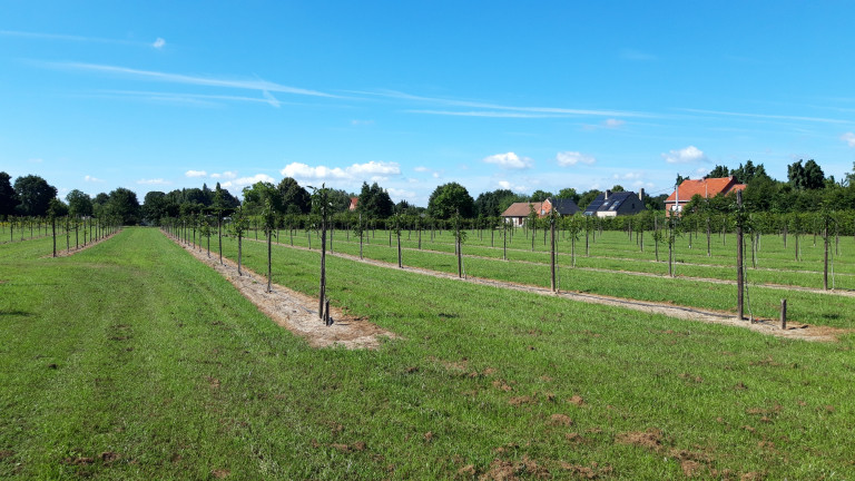 Agroforestry