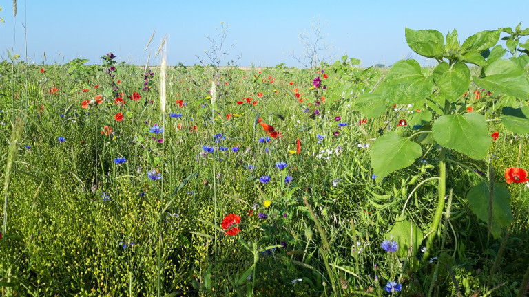 Bloemenblok