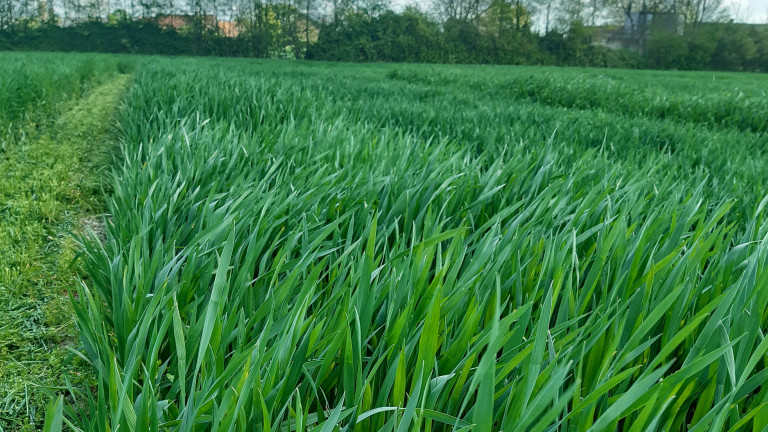 rassenproef bio wintertarwe 2022