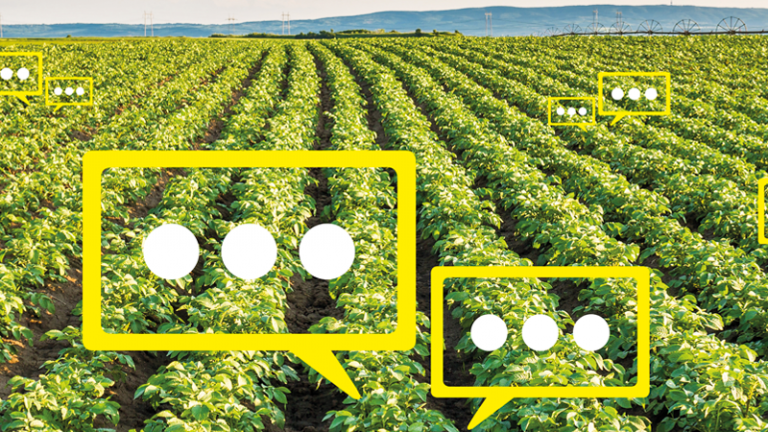 data_field_potato