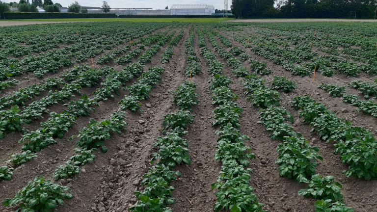 De rassenproef aardappel in de biologische teelt op 16 mei 2022