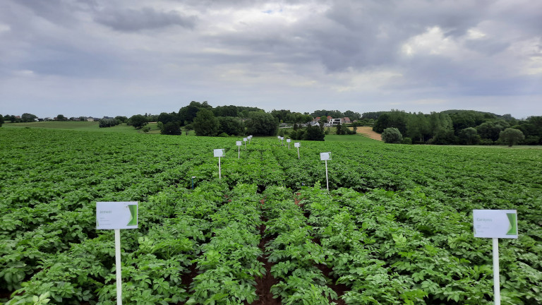 Rassenproef aardappelen 2022