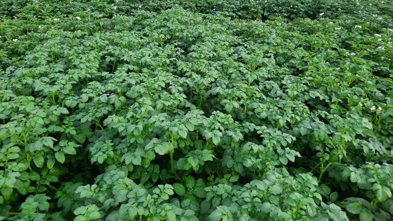 Rassenproef aardappelen Kortrijk (2022)