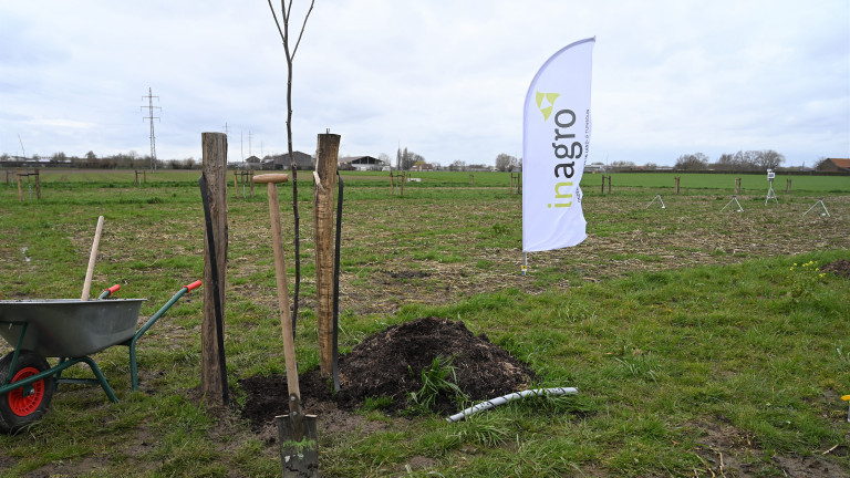 Agroforestry aanplant boom 2