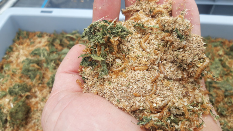 Entomoponics Meelworm