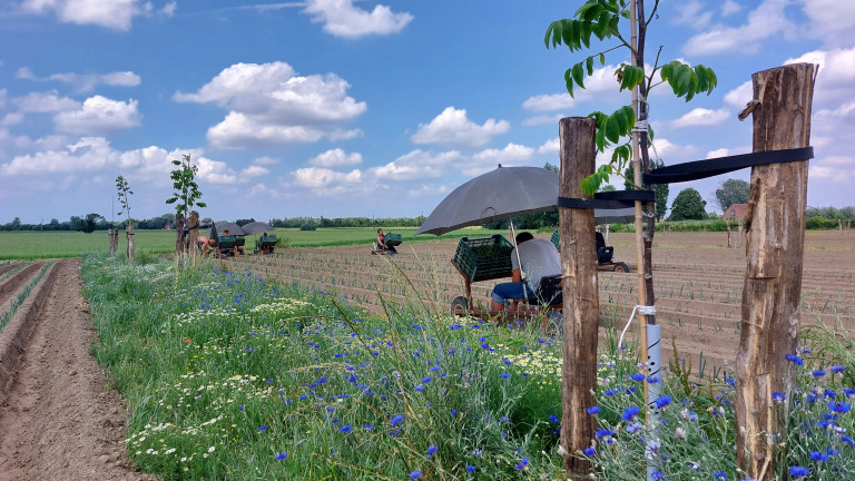 Planten van prei op het agroforestryperceel