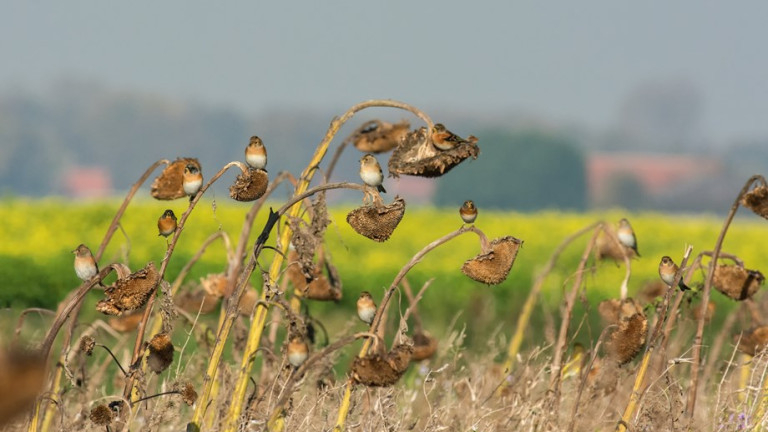 Keep op bloemenblok (c) Jannie Timmer