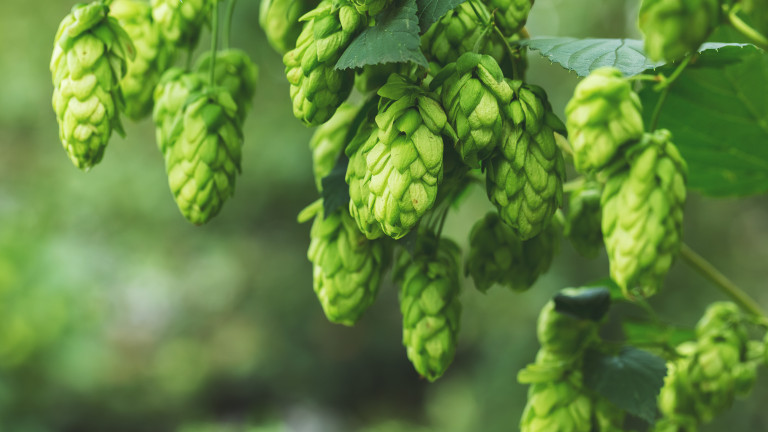 Hop_bel_AdobeStock