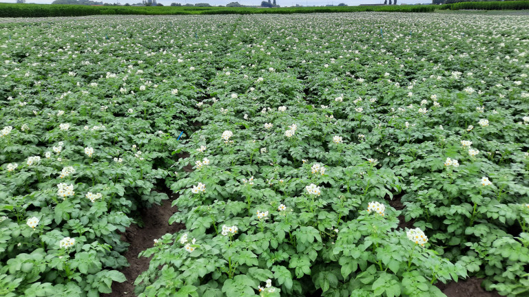 demoveld fractioneren aardappelen