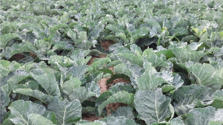 bloemkool