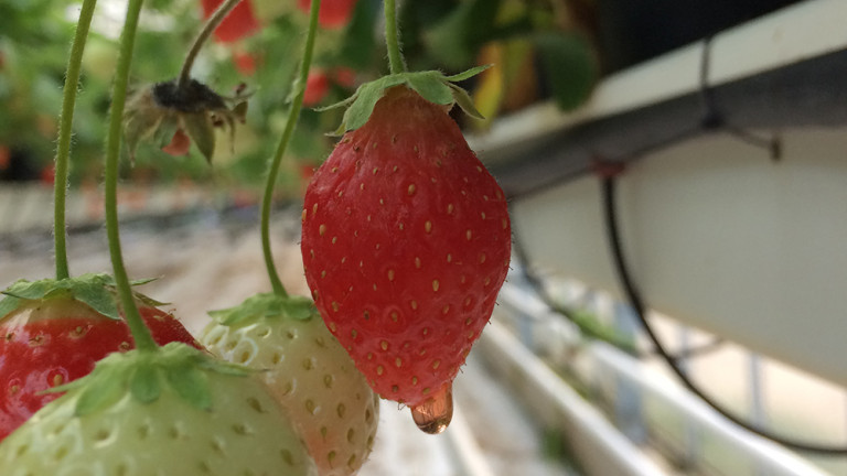 lekkende vrucht aardbei