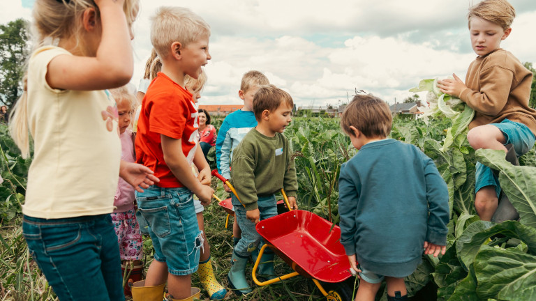 Kinderen helpen bij de oogst van bloemkool