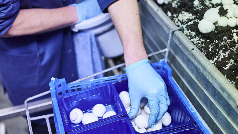 Champignons plukken