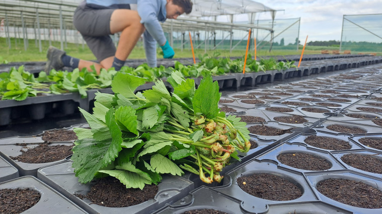 Aardbeistekjes klaar voor de opkweekfase